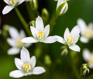 Beyaz çiçekler ve Ornithogalum umbellatum tomurcukları (Beytüllahim Yıldızı).