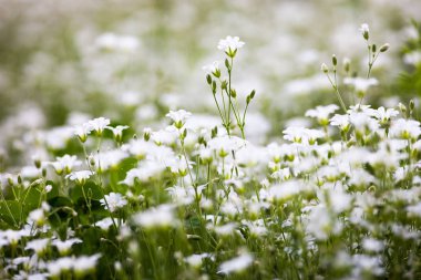Stellaria holostea 'nın beyaz çiçekleri (daha büyük dikişotu veya addersmeat))