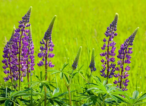 Blue Flowers Lupine Lupinus Green Meadow — Stock Photo, Image