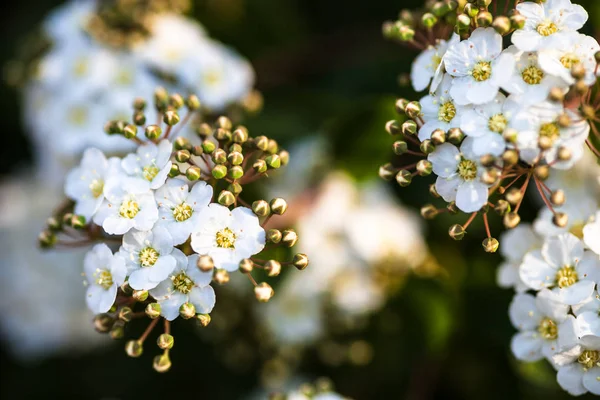 Fleurs Blanches Bourgeons Sur Arbuste Spiraea Fleurs — Photo