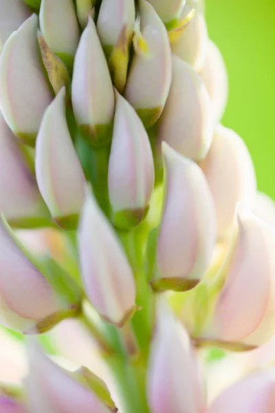 Blassrosa Blüten Der Lupine Lupinus Auf Der Grünen Wiese — Stockfoto