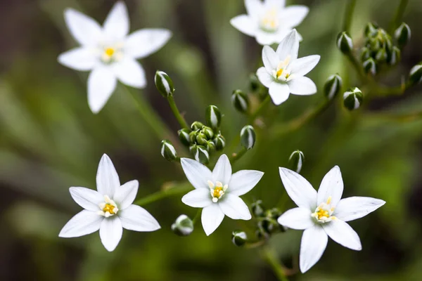 Weiße Blüten Und Knospen Von Ornithogalum Umbellatum Stern Von Bethlehem — Stockfoto