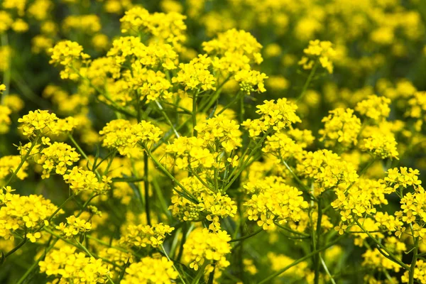 Flores Amarillas Colza Brassica Napus Cerca — Foto de Stock