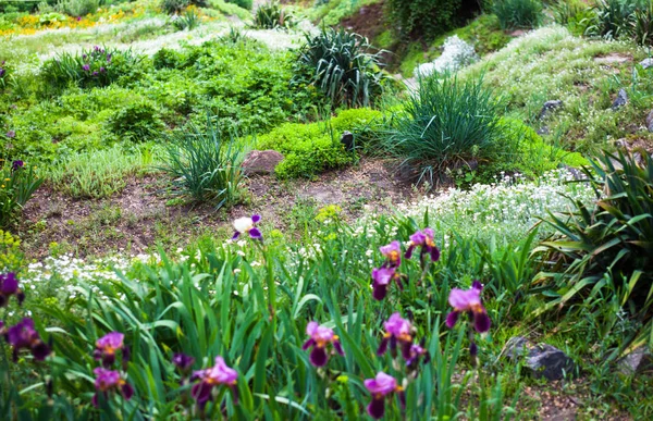 Végétation Dans Jardin Fleuri Vert Printemps — Photo