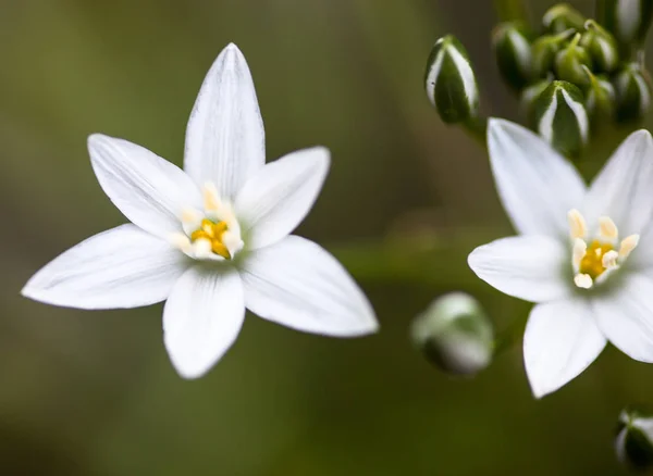 Białe Kwiaty Pąki Ornithogalum Umbellatum Gwiazda Betlejem — Zdjęcie stockowe
