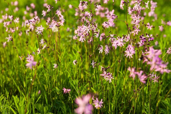 Ragged Robin Lychnis Flos Cuculi Flowers Green Summer Meadow — Stock Photo, Image