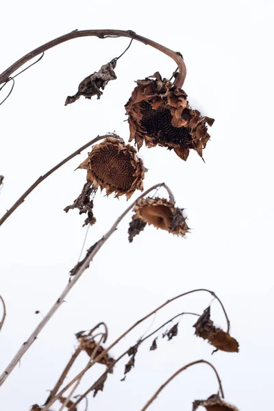 Withered Sunflowers Seeds Winter White Sky Background — Stock Photo, Image