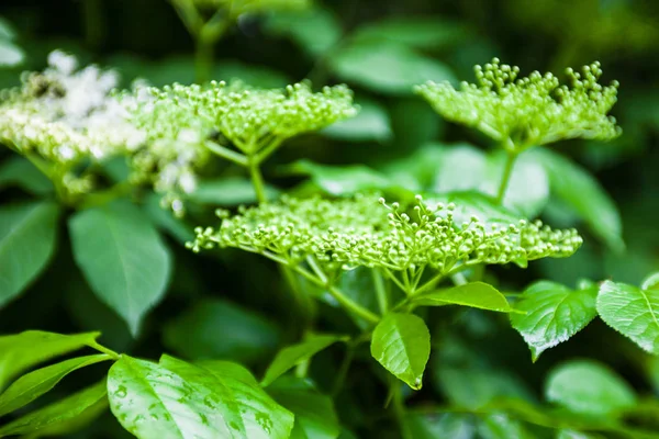 Цветы Бутоны Черного Старца Sambucus — стоковое фото