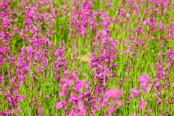 Blooming Sticky Catchflies Silene Viscaria Green Summer Meadow — Stock Photo, Image