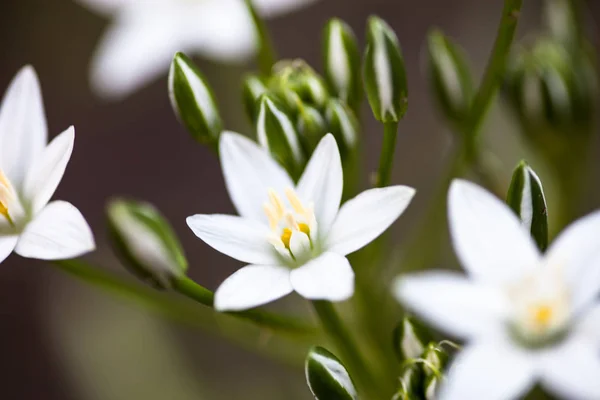 Flores Brancas Botões Ornithogalum Umbellatum Star Bethlehem — Fotografia de Stock