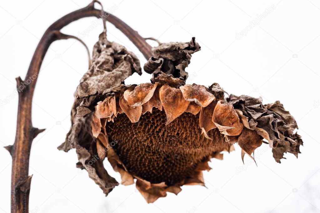 Withered sunflower head without seeds in winter.