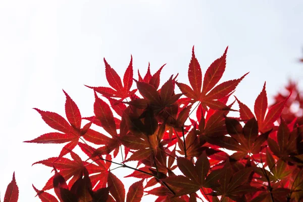 Pink Leaves Japanese Maple Acer Palmatum — Stock Photo, Image