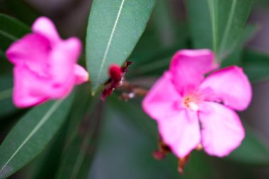 Neryum zakkumunun pembe çiçekleri ve tomurcukları. Kapat..