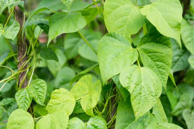 Fasulye (Phaseolus vulgaris) büyüyen. Yeşil sarmaşıklar ve dikey destek üzerinde sürünen yaprakları.