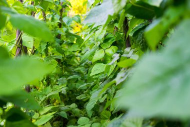 Fasulye (Phaseolus vulgaris) büyüyen. Yeşil sarmaşıklar ve dikey destek üzerinde sürünen yaprakları.