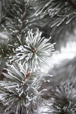 Toprakla kaplı kozalaklı dallar. Kapat..