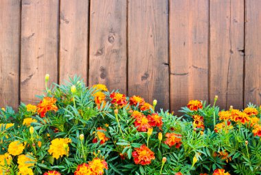 Marigolds kahverengi ahşap çit önünde.