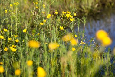 Sarı çiçekli yeşil çayır..