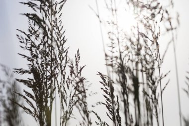 Çim gökyüzü alanındaki siluetleri.