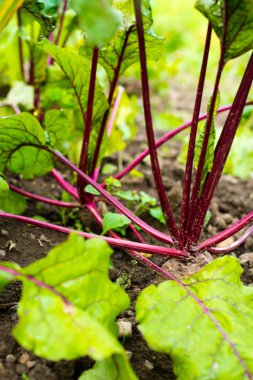 Sebze bahçesinde Beetroots (Beta vulgaris). 