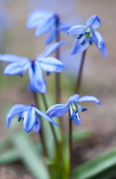 Flores Scilla Azul Floreciendo Principios Primavera Cerca —  Fotos de Stock