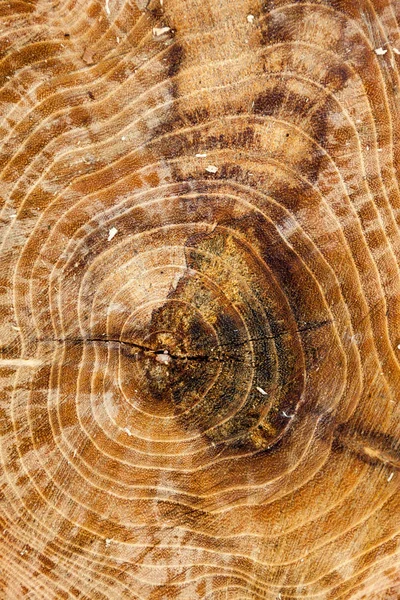 Secção Transversal Tronco Árvore Textura Madeira — Fotografia de Stock