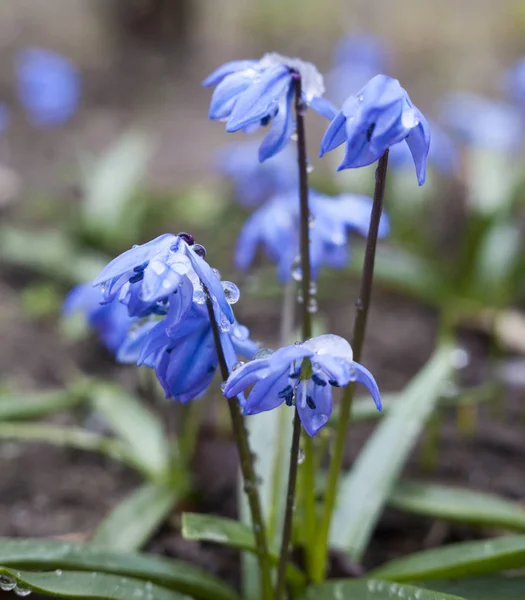 Flores Scilla Azul Floreciendo Principios Primavera Cerca —  Fotos de Stock