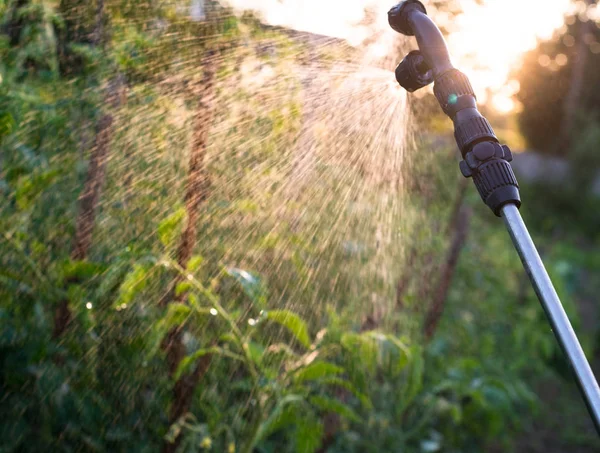 Garden sprayer spraying water over young green tomato stems.