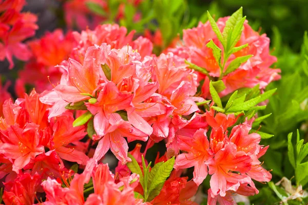 Rosafarbene Blüten Des Rhododendronstrauches Nahaufnahme — Stockfoto