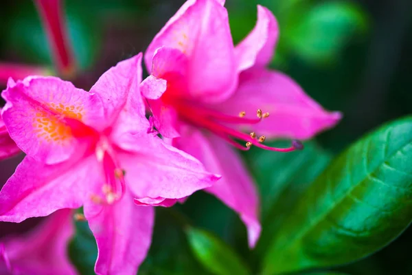 Rosafarbene Blüten Des Rhododendronstrauches Nahaufnahme — Stockfoto