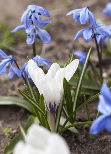 Crocus Blanco Flores Scilla Azul Que Florecen Principios Primavera —  Fotos de Stock