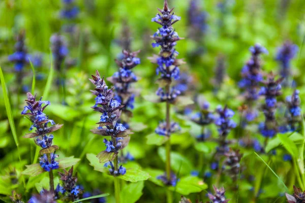 Blommande Blå Bugleweeds Som Sommaren Ängen — Stockfoto