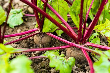 Sebze bahçesinde Beetroots (Beta vulgaris). 