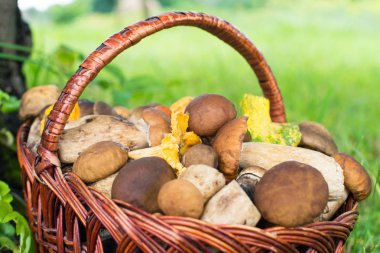 Yeşil çimlerin üzerindeki hasır sepette mantarlar (porcini ve chanterelles).