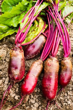 Beetroots (Beta vulgaris) yere. Yakın çekim.