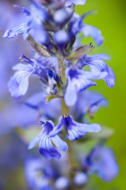 Çiçek açan mavi bugleweeds (Ajuga) yaz çayırında. Kapat..