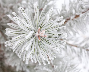 Toprakla kaplı kozalaklı dallar. Kapat..