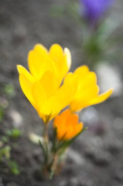 Erken ilkbaharda çiçek açan sarı çiğdemler. Yakın çekim.