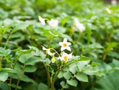 Sebze bahçesinde patatesler açıyor.. 