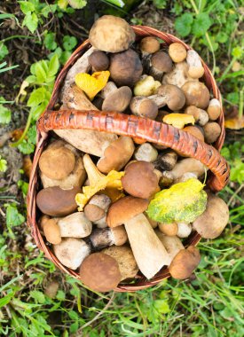 Yeşil çimlerin üzerindeki hasır sepette mantarlar (porcini ve chanterelles).