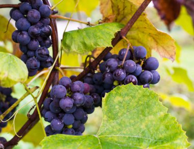 Koyu mavi üzüm bağ kümeleri.