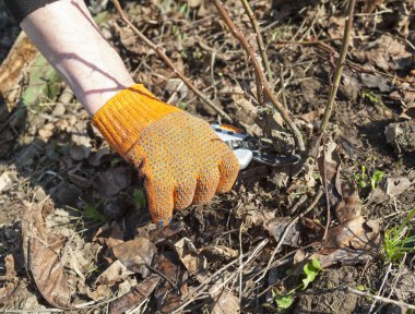 Baharda Gül çalı budama el. Yakın çekim.