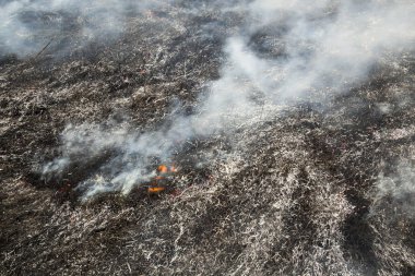 Alanında büyük yangından sonra yanmış ot.