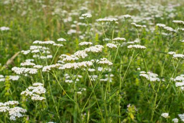 Beyaz civanperçemi çiçeklenir yeşil çayır (Achillea millefolium).