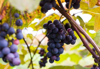 Koyu mavi üzüm bağ kümeleri.