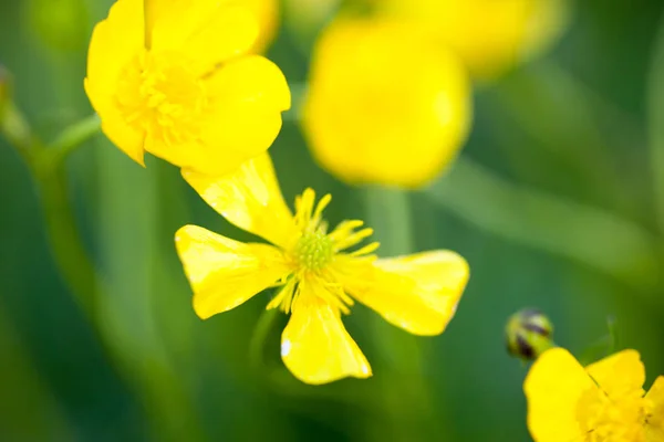 Ranunculus 초원에 — 스톡 사진