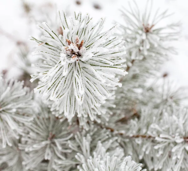 霜で覆われた針葉樹の枝 閉じろ — ストック写真