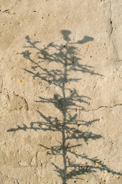 Shadow of the plant on the concrete surface in the summer day.