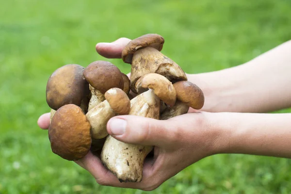 Puñado Hongos Porcini Boletus Edulis Contra Fondo Hierba Verde — Foto de Stock