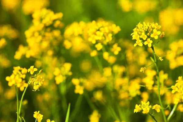 Flores Amarillas Colza Brassica Napus Cerca — Foto de Stock